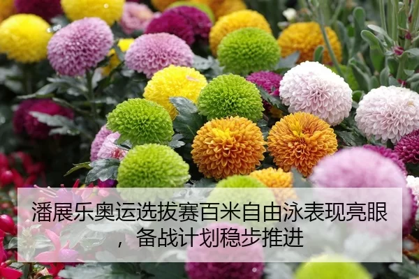 潘展乐奥运选拔赛百米自由泳表现亮眼，备战计划稳步推进